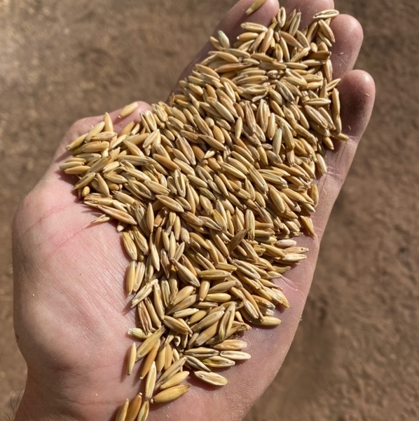 40mt Yarran Oat Seed