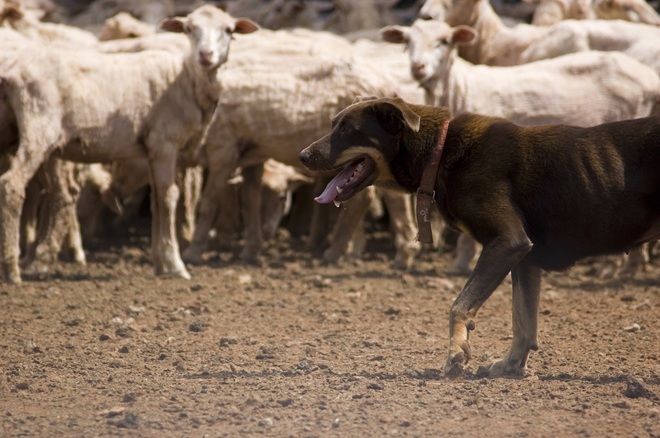 Grazing Lease Wanted