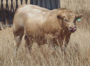 Stud Charolais Bulls