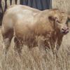 Stud Charolais Bulls