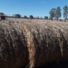 Oaten Hay 5x4 Round Bales (New Season)