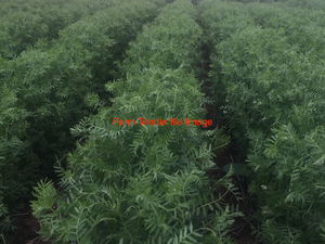 Vetch Crop Standing 