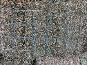  Lucerne Hay Small Square Bales in packs of 21 - approximately 1000 - Sold by the Bale