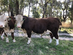 Aintree Farm Hereford 'Brigadier' AFMQ007 Bull