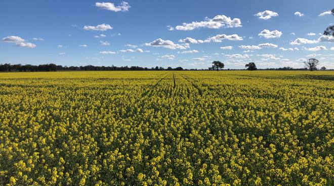 Canola Hay 8x4x3