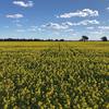 Canola Hay 8x4x3