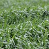 GRAZA Forage Oat