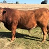 2 x Pure commercial South Devon bulls and 2 x 2/3 South Devon - 1/3 Red Angus bulls