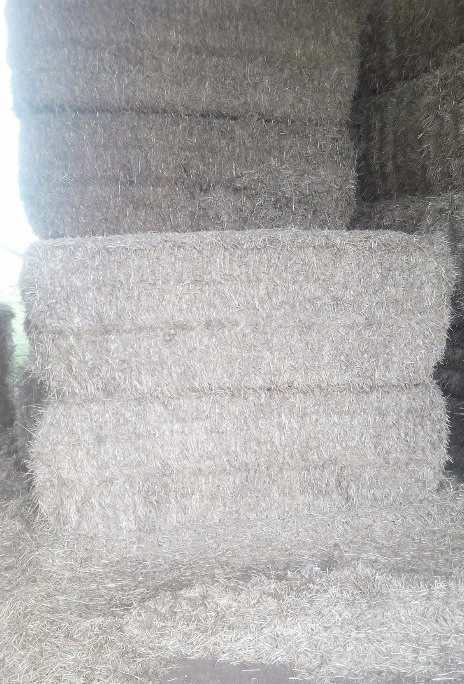 100 Bales of Header Trail Barley Straw shedded