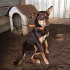 One year old brown and tan female kelpie