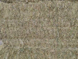 EOI 'New Season' Wheaten Hay 8x4x3 Bales 