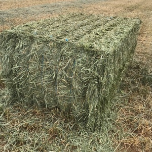 Wheaten Hay