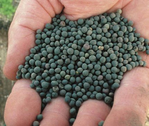 Vetch Seed - 95% Germination Analysis