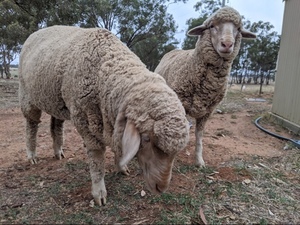 Merino ewe lambs