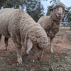 Merino ewe lambs