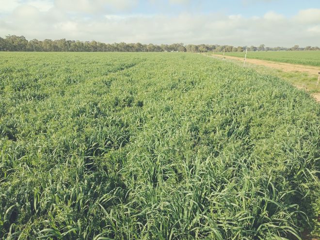 Standing hay/silage crop for sale.  Vetch/oats