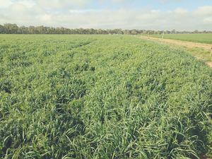 Standing hay/silage crop for sale.  Vetch/oats