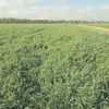 Standing hay/silage crop for sale.  Vetch/oats