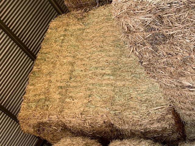 Canola hay