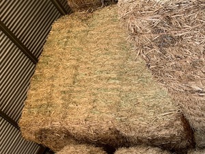 Canola hay