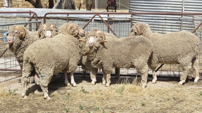 Merino Flock Rams