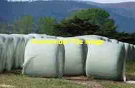 Millet Silage 4x4 Round Bales