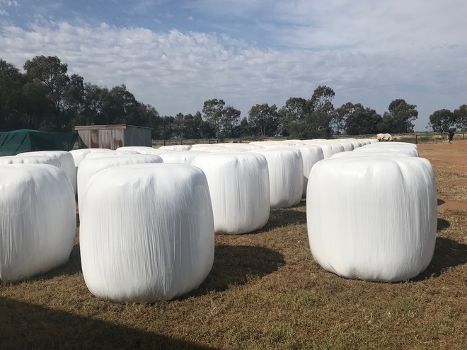 Lucerne oaten rye mix silage rolls feed tested. 