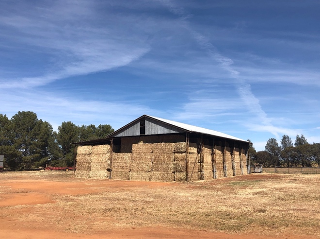 80mt Canola Hay 600kg + 8x4x3 Bales
