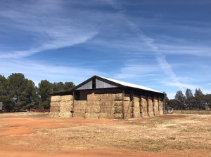 80mt Canola Hay 600kg + 8x4x3 Bales