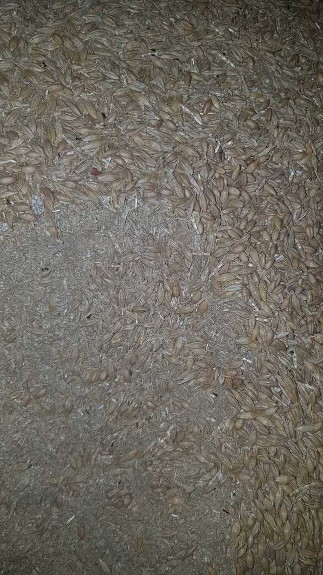 Grain seconds/ Sweepings/Tailings