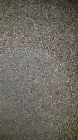 Grain seconds/ Sweepings/Tailings