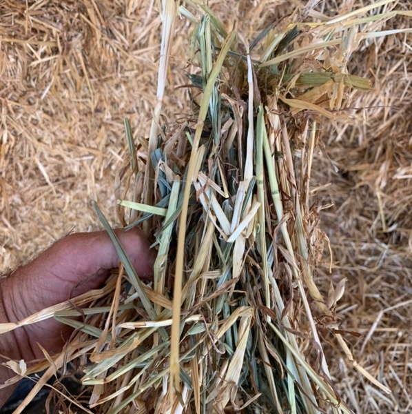 900mt Oaten Hay 450kg 8x4x3 Bales 