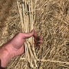 wheat/barley straw