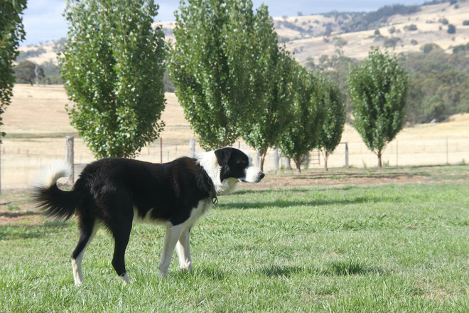 Border Collie Kelpie cross working dogs.