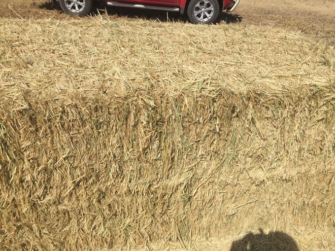 New Season Barley Hay 8x4x3 Bales 700 Kg's