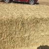New Season Barley Hay 8x4x3 Bales 700 Kg's