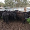 11 EU Angus steers