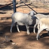 Young Full Blood Van Rooy Ram