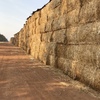 Canola Hay 620kg Bales Approx