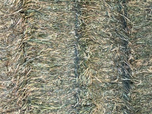 60 Hec of Irrigated Wheat For Sale - Ready to Load - 700kg Bales