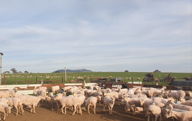 FREE: Sheep Lice Treatment 