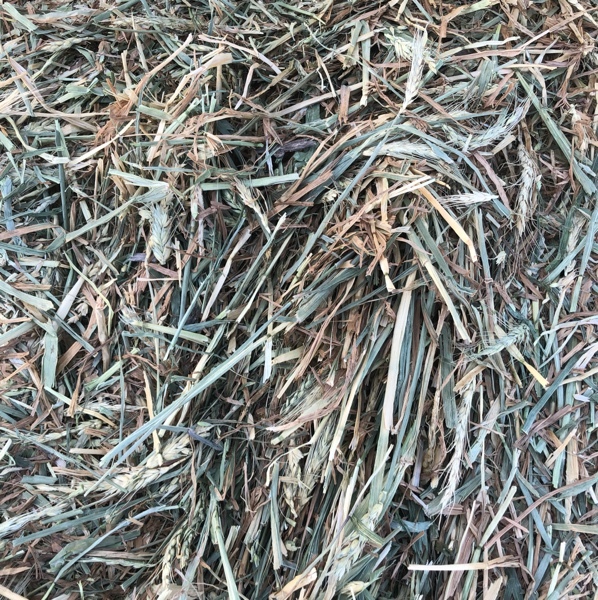 Wheaten hay