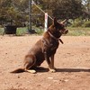 Kelpie x Blue Heeler Pups
