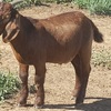Red Boer Bucks for Sale
