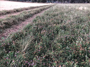 120 Ryegrass & Clover Hay  4'8