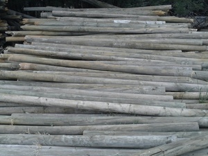 500 x 10ft x 4inch Pine Posts (Ex orchard trellis )