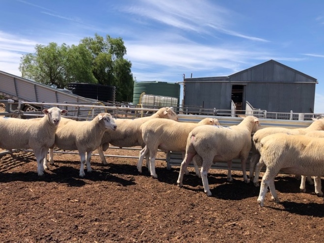 Poll Dorset x White Suffolk Rams 