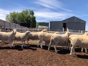 Poll Dorset x White Suffolk Rams 