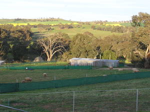 Country Lifestyle living close to town - COOTAMUNDRA - FOR SALE