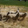 2020 White Suffolk and White Suffolk X Poll Dorset Rams